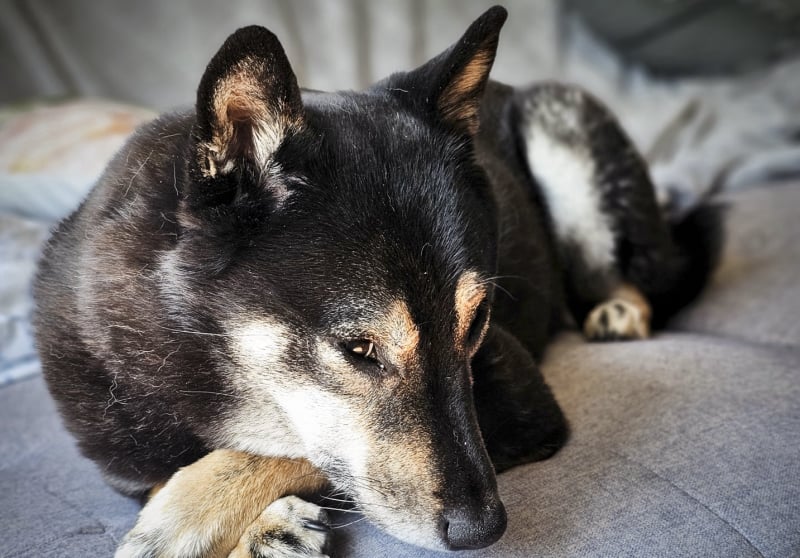 Furry Friends