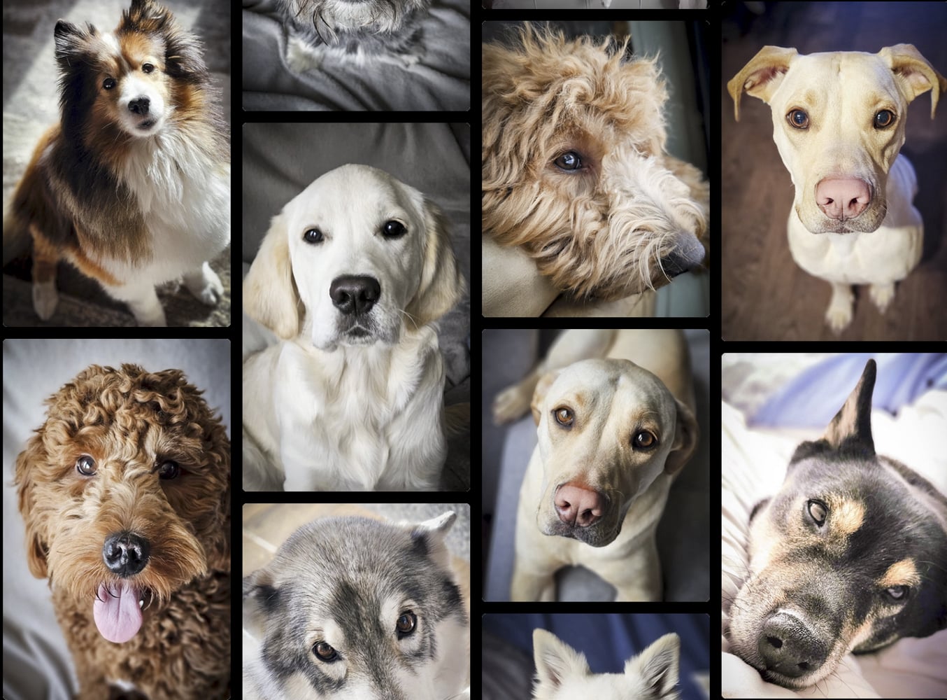 Furry Friends